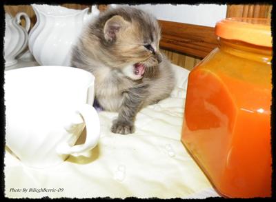 Kitty