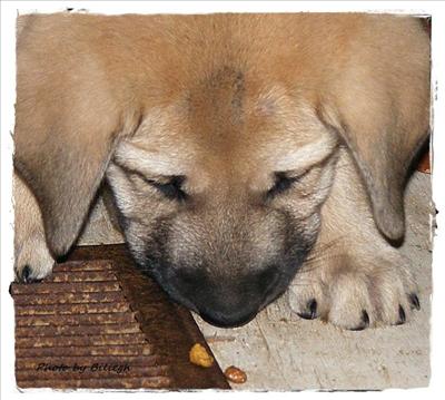 Puppy
