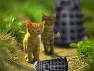 Kitteh Daleks