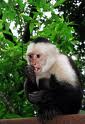 Sceard monkey 