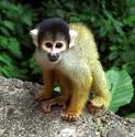 Cute monkey
