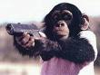 Monkey with a gun