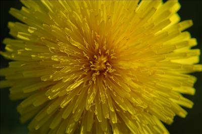 Dandelion - Bliss
