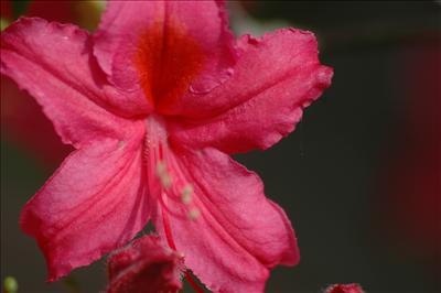 Azalea - Goodness