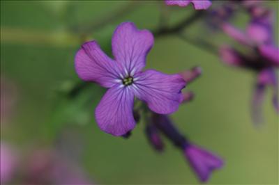 Money Plant - Abundance