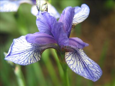 Iris - Create