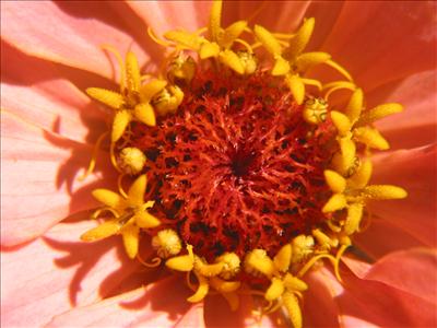 Zinnia - Enjoy