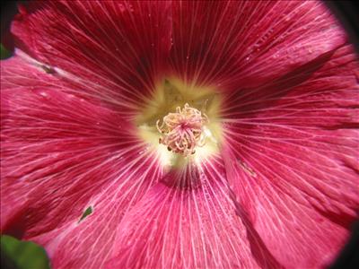 Red Hollyhock -  Faith