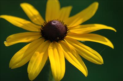 Black-Eyed Susan - Action