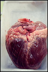 Un Corazon