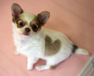 A Puppy With A Heart