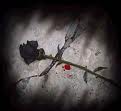 Dead Rose