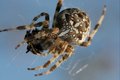 Deadly spider