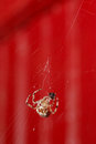 Killer spider
