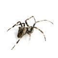 White spider