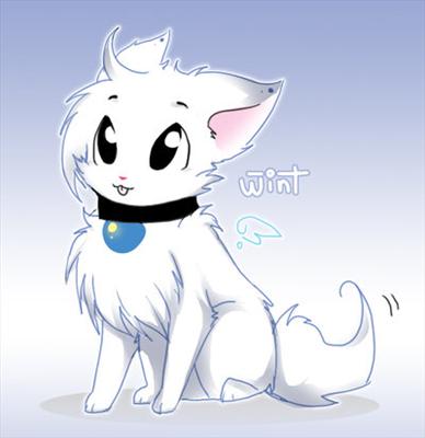 A cuty kitty