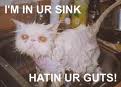 mad cat