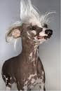 cool hair
