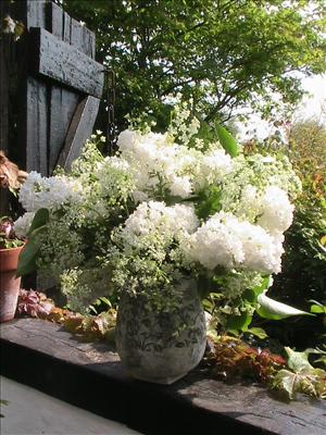 Lilas et cerfeuil sauvage