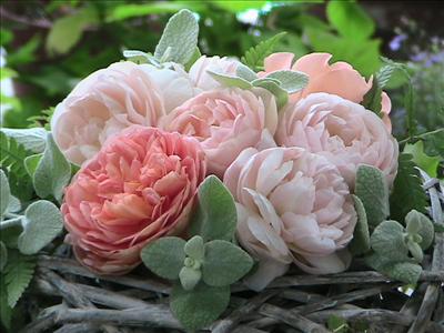 Nid de roses abricot
