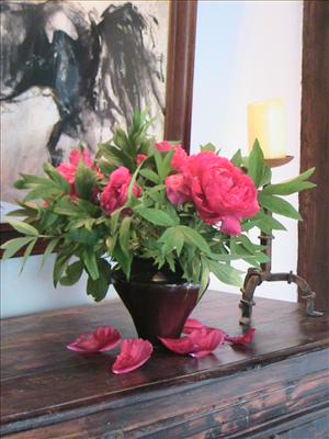 Pivoines