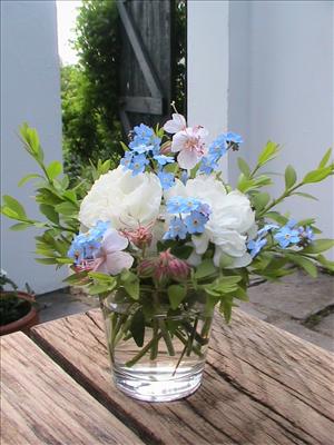 Oeillets et myosotis