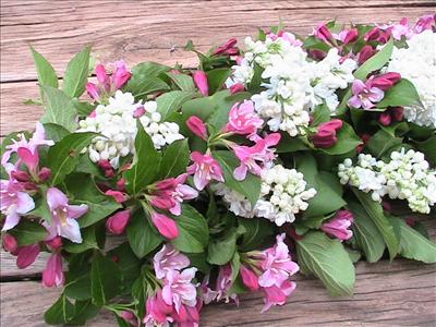 Lilas et Weigelia