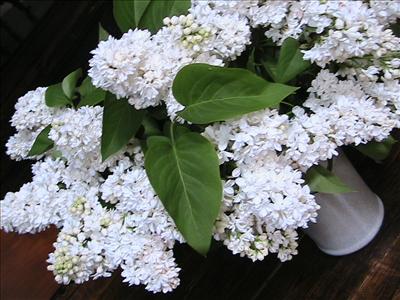 Lilas blanc