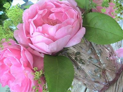 Marie-Rose