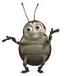 Coccinella