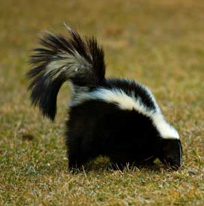Doninha