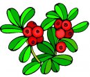 ribes