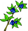mirtillo