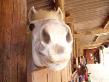 poney