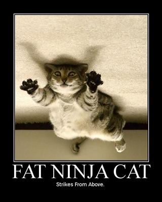 Fat Cat NInja