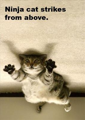 Cat Ninja