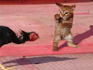 Cat Ninja