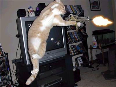 Cat Ninja