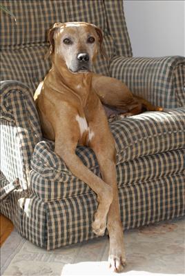 Dog Day Afternoon