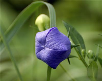 Deep Purple