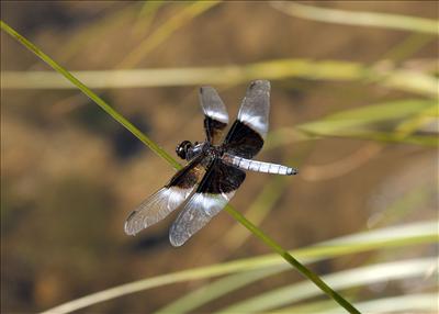 Fly Away