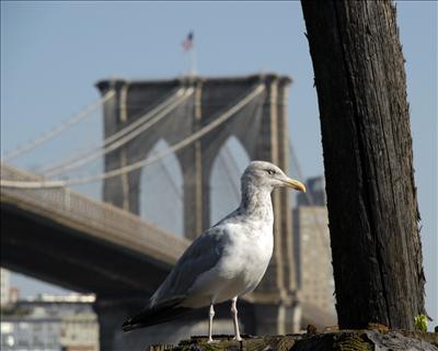 No Sleep Till Brooklyn