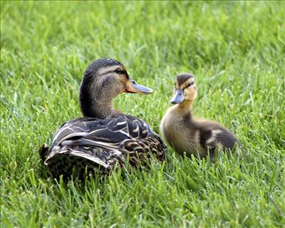Under My Wing