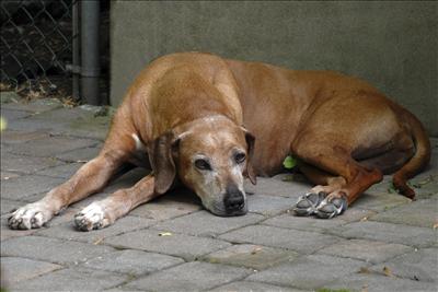 Lazy Dog