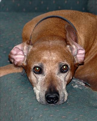 I'm All Ears