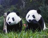 Pandas