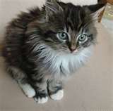 Kitty