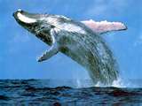 Whale