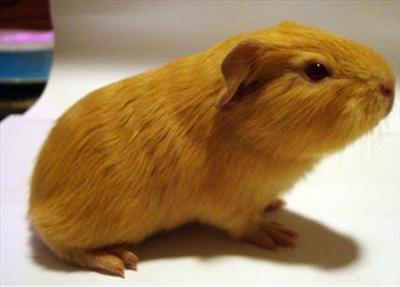 Orange guinea-pig (Jhon)