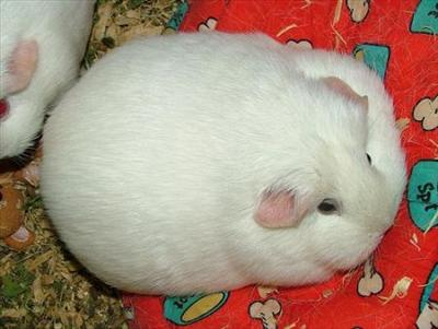 White guinea-pig (Walker)